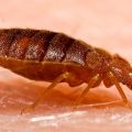 Frequently Asked Questions About Bed Bugs
