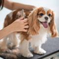 Find out what signs you should consider that your pet needs a new groomer