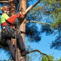 Did you know that tree removal is not a DIY task at all?