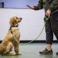 Think smartly when it comes to training your dog
