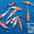 6" GIN RIN SPECIAL LOT OF 3 JAPANESE IMPORTED LIVE KOI FISH