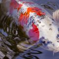 WHY KOI BLOODLINES ARE SO IMPORTANT