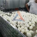 Reasons for Choosing the Quail Egg Processing Machine from Lijun