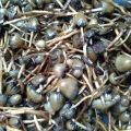 Liberty caps for sale