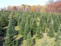 Pioneer Trails Tree Farm