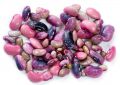 Scarlet runner bean extract
