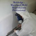 MoldEdge Indoor Enviromental Specialists