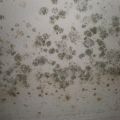 Professional mold assessment and removal solutions.