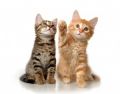 Bigstock-Kittens