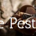 First Rate Pest Control of San Jose
