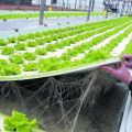 Sea of Green Hydroponics