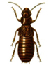 Empire Termite and Pest Control (#2)