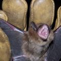 Bat Busters Wildlife