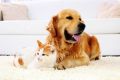 Pet Stain & Odor Removal Services