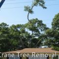 Bloomfield Tree Removal & Trimming