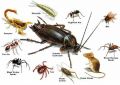 Sniper Termite and Pest