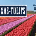 Texas-Tulips, LLC