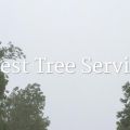 Lafayette Best Tree Service