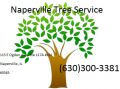 Naperville Tree Service