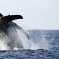 Some interesting facts about Whale Watching in Hawaii