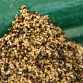 Termite Droppings
