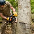 Ann Arbor Tree Service Pros