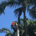 Coconut Creek Southern Tree Specialists