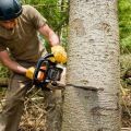 Toledo Tree Service Pros