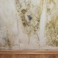 Mold testing, Mold removal, Indoor air quality