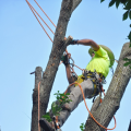 New Rochelle Tree Service