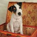 Jack Russell Terrier Puppy