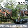 Daytona Beach Tree Pros
