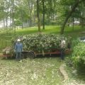 Tree service Oklahoma City