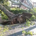 Jacksonville Area Tree Removal