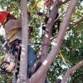 Carrollton Tree Service