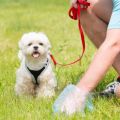 Advantages of the Pet waste removal services