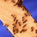 Excellence Pest & Termite Control