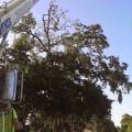Daytona Tree Service