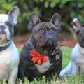 Bulldog Breeders | French Bulldogs / Puppies - Poetic French Bulldogs