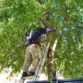 Fayetteville Tree Care Services