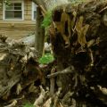 Spartanburg Tree Care