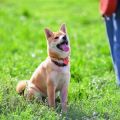 SLO County Dog Training