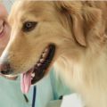 Financing Veterinary Services