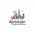 Westchester Puppies & Kittens Highlights the Importance Of Meeting Pets Before Purchasing