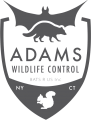 Adams Wildlife Control offers nuisance wildlife control services to New York and Connecticut