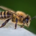 Denver Wasp and Bee Control