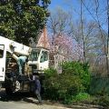 AAA Tree Service