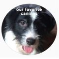 Our Favorite Canines