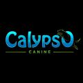 Calypso Canine