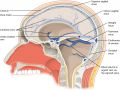 Pituitary Tumor Surgery - Efficient Treatment and Surgery in India